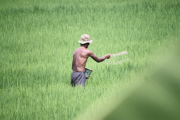 cara mengembalikan kesuburan tanah sawah